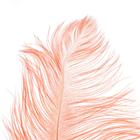Перо для декора, длина от 45 до 50 см, цвет пудрово-коралловый - фото 35184333