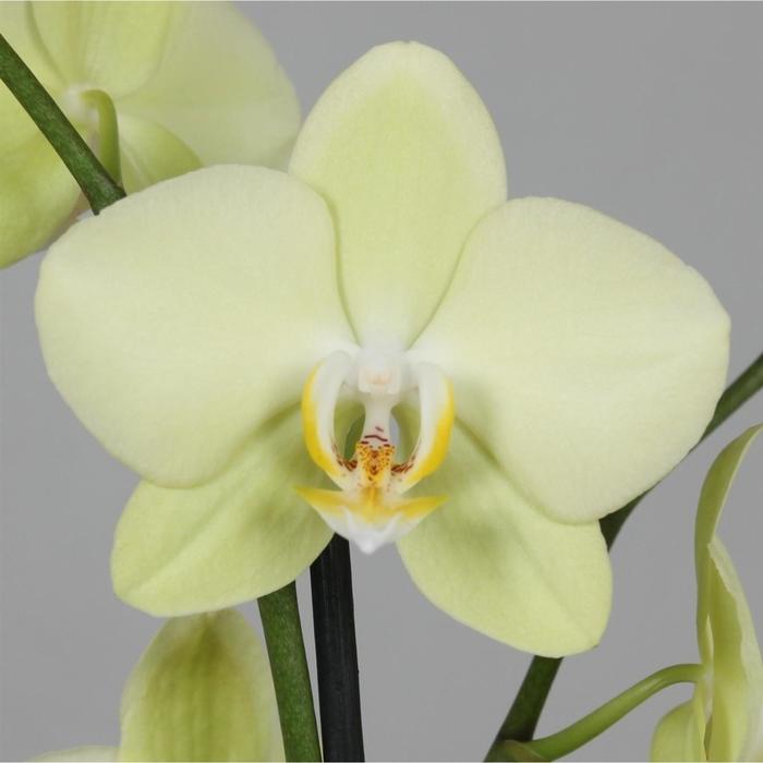 Купить орхидеи почтой Каталог орхидей с фото и кратким описанием