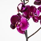 Орхидея Фаленопсис Devotion,  без цветка (детка), горшок  2,5 дюйма - Фото 1