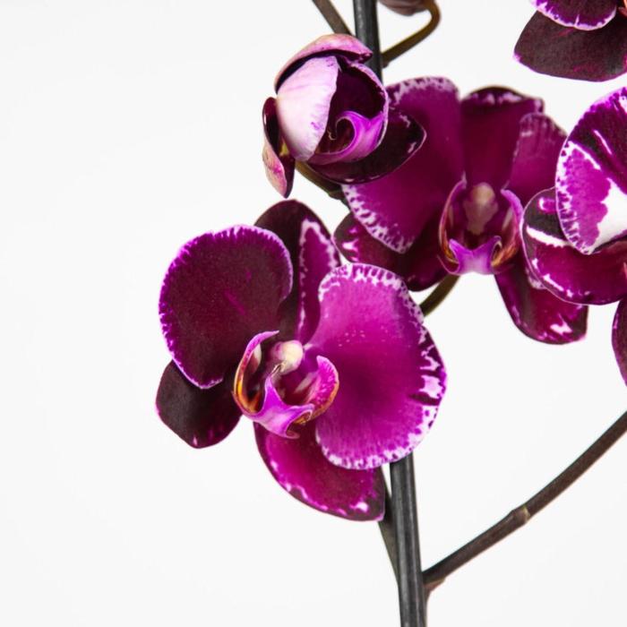 Орхидея Фаленопсис Devotion,  без цветка (детка), горшок  2,5 дюйма - Фото 1