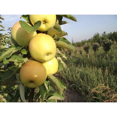 Саженец Яблоня колонновидная Медок 1 шт. Весна 2026