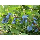 Саженец Жимолость (ОКС) Бореалис, 1 шт, Осень 2025 7322027