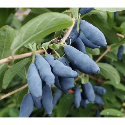 Саженец Жимолость (ОКС) Фиалка, 1 шт, Осень 2025