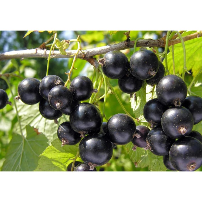 Саженец Смородина черная (ОКС) Атаман, 1 шт, Осень 2025