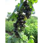 Саженец Смородина черная (ОКС) Бен Тисел, 1 шт, Осень 2025 7322041 - фото 8087306