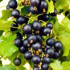 Саженец Смородина черная (ОКС) Валовая, 1 шт, Осень 2025 7322042