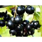 Саженец Смородина черная (ОКС) Сокровище, 1 шт, Осень 2025 7322049 - фото 8087308