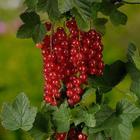 Саженец Смородина цветная (ОКС) Йонкер ван тетс, 1 шт, Осень 2025 7322054