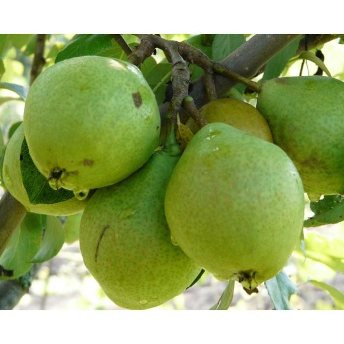 Саженец Груша «Гвидон», 1 шт., Весна 2026, «Сады Урала»