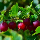 Саженец Крыжовник (ОКС) Родник, 1 шт, Осень 2025 7322066 - фото 8087311