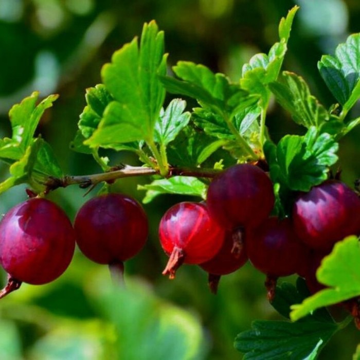 Саженец Крыжовник (ОКС) Родник 1 шт. Весна 2026 - Фото 1