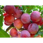 Саженец Слива привитая (ОКС) Содружество, 1 шт, Осень 2025 7322076 - фото 8087312