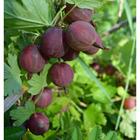 Саженец Крыжовник (ОКС) Куйбышевский, 1 шт, Осень 2025 7322078