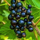 Саженец Смородина черная (ОКС) Шадриха 1 шт. Весна 2026  (артикул 7322084)  большой выбор товаров оптом и в розницу по низким ценам с доставкой