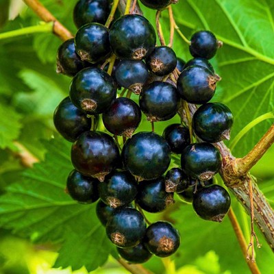 Саженец Смородина черная (ОКС) Шадриха, 1 шт, Осень 2025