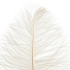 Перо для декора, размер: 25-30 см, цвет белый - Фото 3