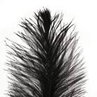 Перо для декора, размер: 30-35 см, цвет чёрный - фото 6453236