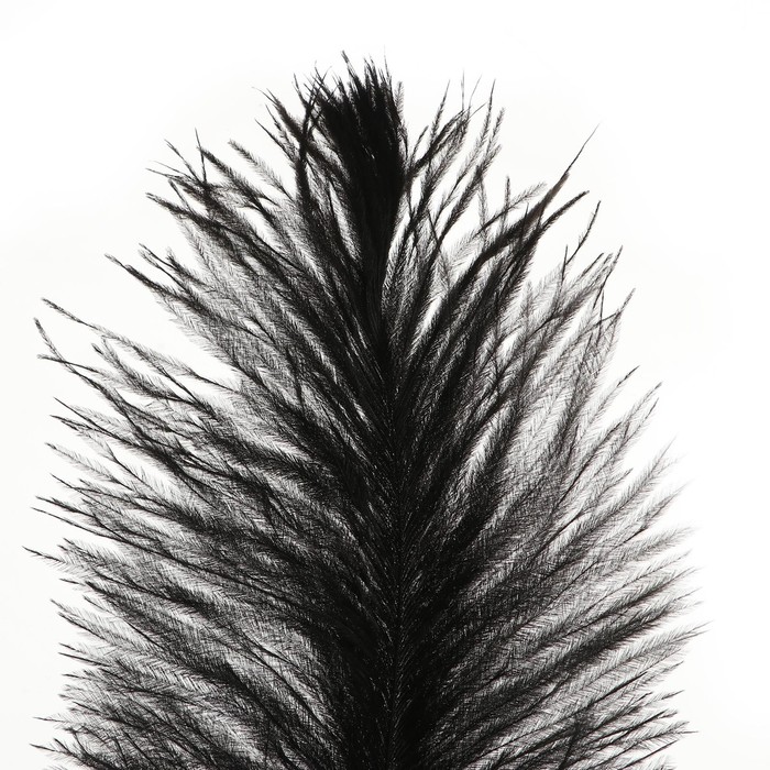 Перо для декора, размер: 30-35 см, цвет чёрный - фото 1926256022