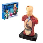 УЦЕНКА (помята упаковка) Научный опыт «Строение тела» 7314335