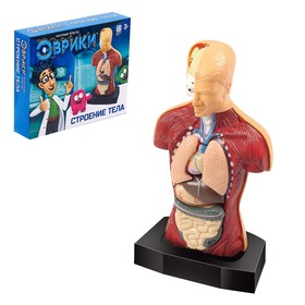 {{photo.Alt || photo.Description || 'УЦЕНКА (помята упаковка) Научный опыт «Строение тела»'}}