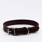 Ошейник кожаный однослойный, тиснёный «Лаю. Кусаю», 48×2, ОШ 32-43 см, коричневый с золотом - Фото 2