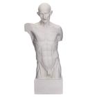 Гипсовая фигура анатомическая: Торс Гудона, 12 х 15 х 48 см - фото 9350732