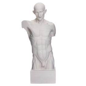 Гипсовая фигура анатомическая: Торс Гудона, 12 х 15 х 48 см