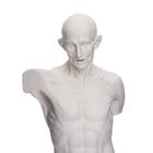 Гипсовая фигура анатомическая: Торс Гудона, 12 х 15 х 48 см - Фото 2