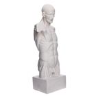 Гипсовая фигура анатомическая: Торс Гудона, 12 х 15 х 48 см - Фото 3