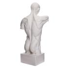 Гипсовая фигура анатомическая: Торс Гудона, 12 х 15 х 48 см - фото 8529467