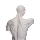 Гипсовая фигура анатомическая: Торс Гудона, 12 х 15 х 48 см - фото 8529468