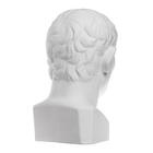 Гипсовая фигура известные люди Голова Августа, 26 х 28 х 48 см - Фото 3