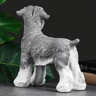 Копилка "Собака Миттельшнауцер" 29х31см - фото 21335378 Копилка "Собака Миттельшнауцер" 29х31см - фото 21335378