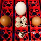 Инкубатор, на 24 яйца, автоматический переворот, 120 В - Фото 6