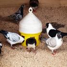 Кормушка бункерная для домашней птицы на 3,5 кг, пластик, COLOMBI - Фото 2