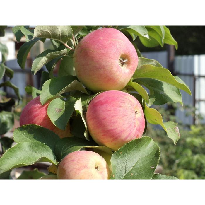 Сорта яблок описание сорта фото отзывы Яблоня штамбовая "Уральское Розовое", ЗКС, 2 года, пакет 1.2 л, 1 шт, Осень 2021