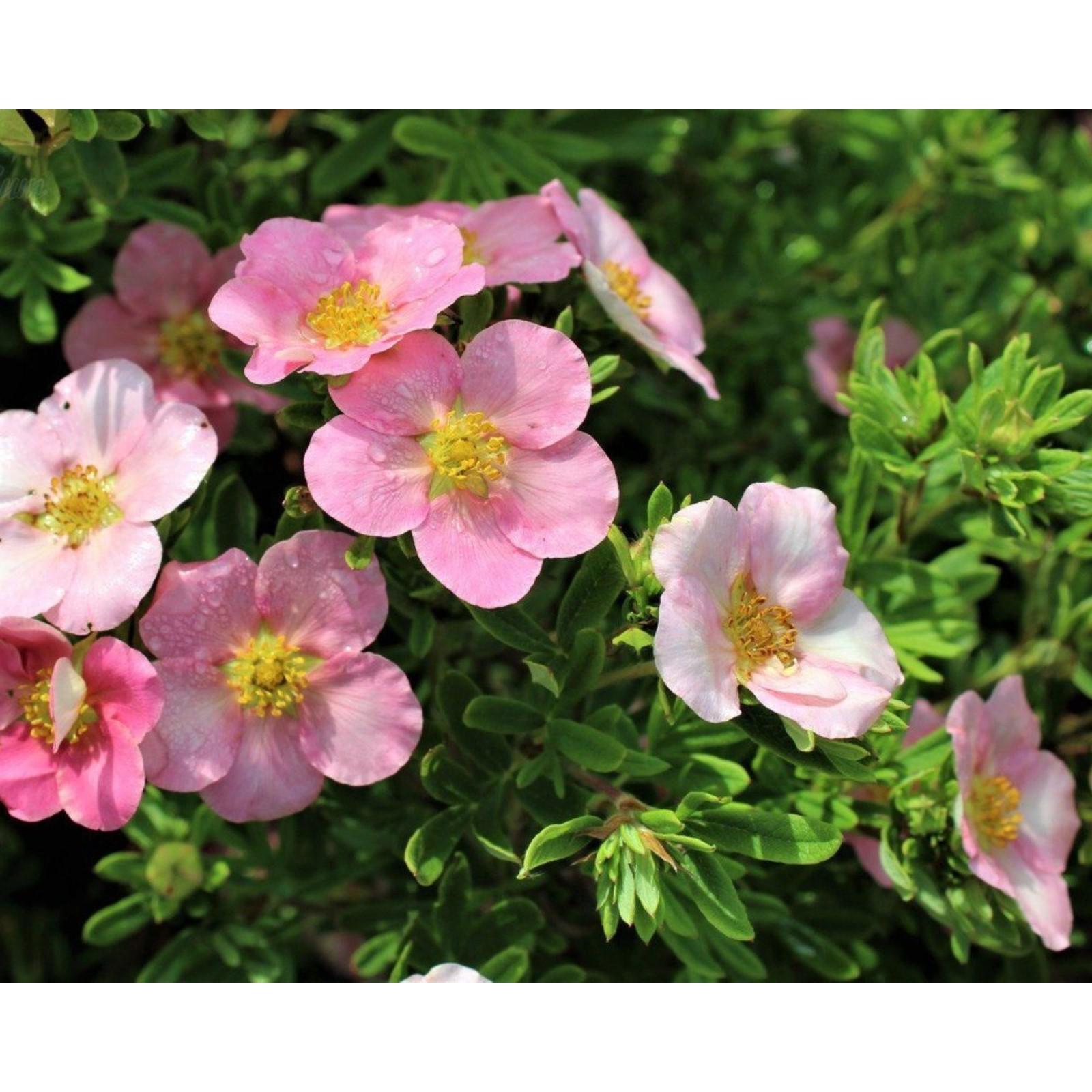 Курильский чай розовый фото Курильский чай розовый фото