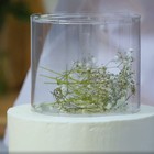 Фальшярус для торта, цилиндр, d=30 см, h=12 см, прозрачный - Фото 5