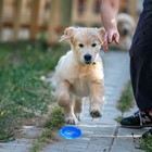 Игрушка жевательная для собак "Игольчатое кольцо", 9 см, синяя - Фото 4