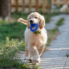 Игрушка жевательная для собак "Игольчатое кольцо", 9 см, синяя - Фото 5
