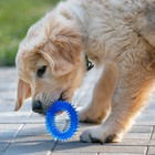 Игрушка жевательная для собак "Игольчатое кольцо", 9 см, синяя - фото 6463994