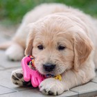 Игрушка жевательная с канатом для собак "Ладошка", 10 см, розовая - Фото 7