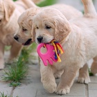 Игрушка жевательная с канатом для собак «Ладошка», 10 см, розовая 6257018