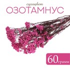 Сухоцвет «Озотамнус» 60 г, цвет ярко-розовый - Фото 1