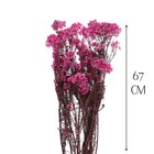 Сухоцвет «Озотамнус» 60 г, цвет ярко-розовый - Фото 2