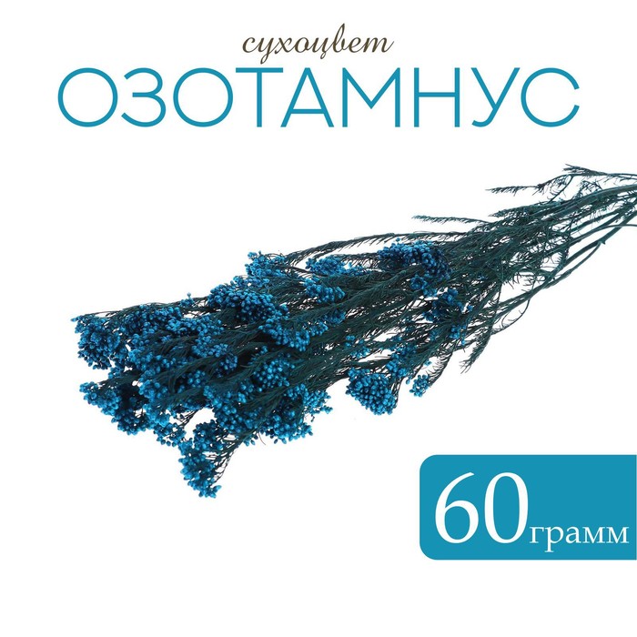Сухоцвет «Озотамнус» 60 г, цвет синий - Фото 1
