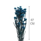 Сухоцвет «Озотамнус» 60 г, цвет синий - Фото 2