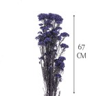 Сухоцвет «Озотамнус» 60 г, цвет фиолетовый - Фото 2