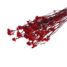 Сухоцвет «Озотамнус» 60 г, цвет красный