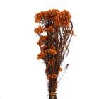 Сухоцвет «Озотамнус» 60 г, цвет кирпичный - Фото 2